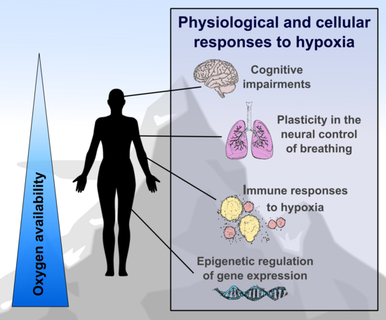 Physiological and cellular responses to hypoxia